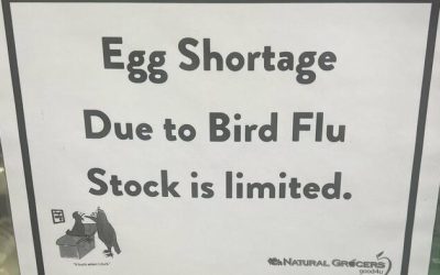 Wholesale Egg Prices Hit Record, Shortages Reported At Supermarkets