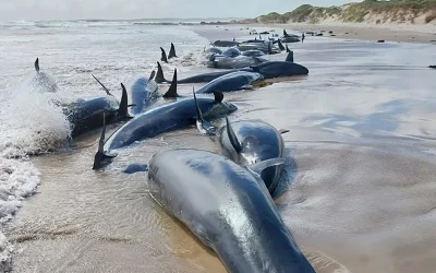 Over 150 ‘False Killer Whales’ Stranded On Tasmanian Beach, 90 To Be Euthanized To Relieve Suffering  oan