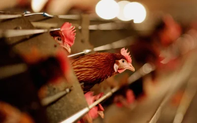 USDA Grants ‘Conditional License’ For Bird Flu Vaccine For Chickens oan