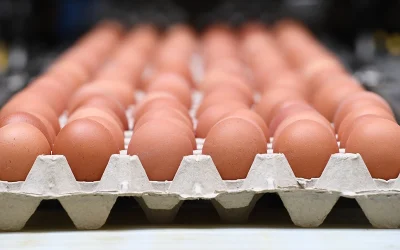 100,000 Organic Eggs Worth $40,000 Stolen From ‘Back Of A Trailer’ In Pennsylvania oan