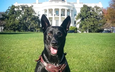 Hurricane, The Most Decorated Dog In U.S. History Who Stopped WH Intruder, Has Passed Away oan