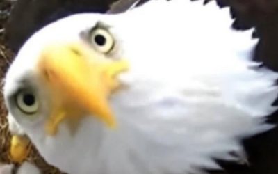 “What Did You Do Last Week?”: Musk Says Federal Employees Have Until Midnight On Monday To Explain Work, Or They’re Fired