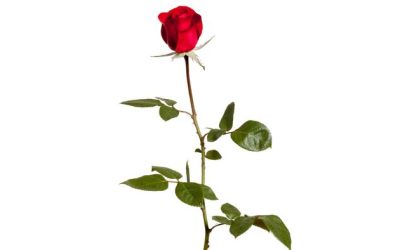 The Trail Of The Valentine’s Day Rose