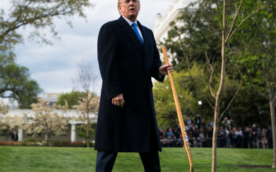 Trump Moves To Bolster Nation’s Lumber Supplies & Address National Security Risks