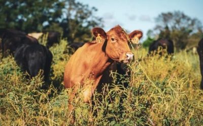 Why Are We Ignoring The Most Powerful Climate Solution?