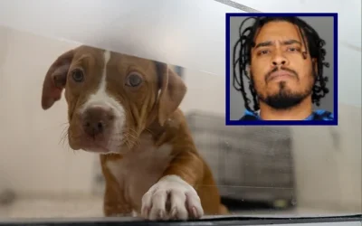 N.Y. Senator Pushes For Harsher Penalties For Animal Cruelty After Bronx Man Sets Pitbull Puppy On Fire oan