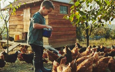 “Take Control Of Their Food Supply”: Tractor Supply CEO Says Backyard Chicken Demand Skyrockets  