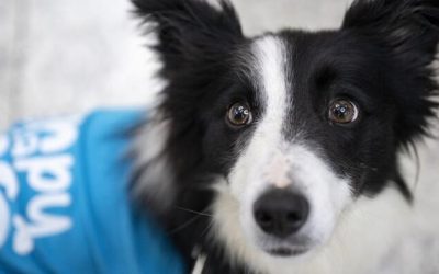 There Is A Growing Plot Against Dogs