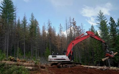 USDA Cites Wildfire Risk, Invasive Insects In Orders To Expand Logging In National Forests