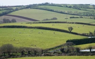 UK Farmers Fear For Bioethanol Market Following US Trade Deal