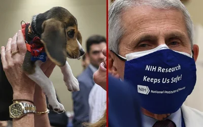 NIH Shutters Experimentation Labs Following Accusations Of Beagle Abuse Spanning 40+ Years oan