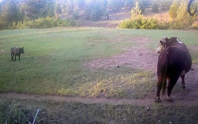 Wolves Wreak Havoc On Cattle Herds In California