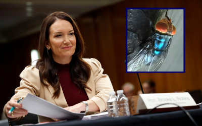 U.S. to build $8.5M ‘fly-breeding facility’ to fight cattle parasite outbreak oan