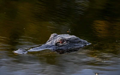 Trump admin approves ‘Alligator Alcatraz’ illegal alien detention facility in Florida Everglades oan