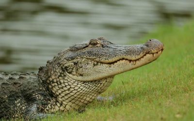 DHS Approves Construction Of “Alligator Alcatraz” For Illegal Aliens