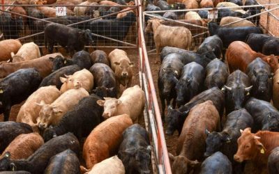 US To Open Fly Production Facility For Combating Mexican New World Screwworms