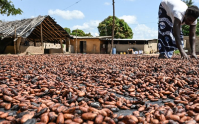 Cocoa Supply Crunch Shown In One Chart
