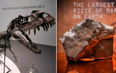 At Sotheby’s Auction, $30 Million Dinosaur Skeleton Stuns As Martian Meteorite Sets Record