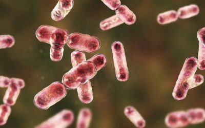 Cambridge Researchers Find Gut Bacteria Could Help Remove ‘Forever Chemicals’ From Body