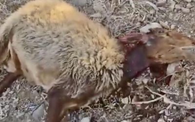 Israeli Settlers Accused Of Killing 117 Sheep Belonging To West Bank Bedouins
