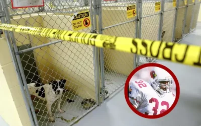 Ex-NFL player convicted of ‘operating large-scale dog fighting and trafficking venture’ oan