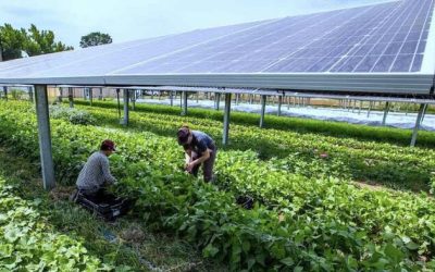 USDA Ends Solar Subsidies On American Farmland