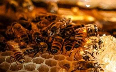 Record US Honey Bee Losses And What ‘Mite’ Be Behind Them