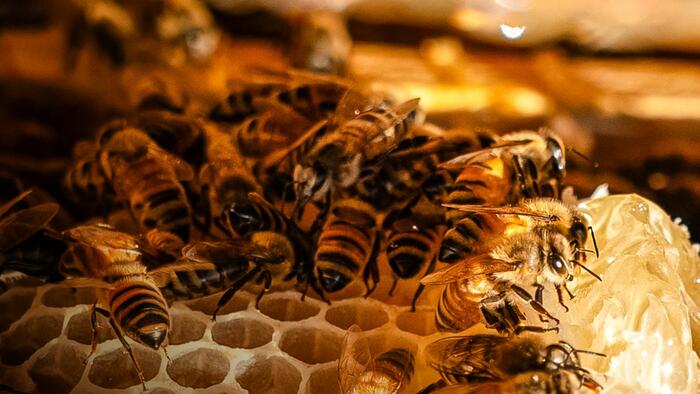 Record US Honey Bee Losses And What ‘Mite’ Be Behind Them