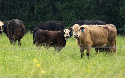 The Soaring Price Of Beef