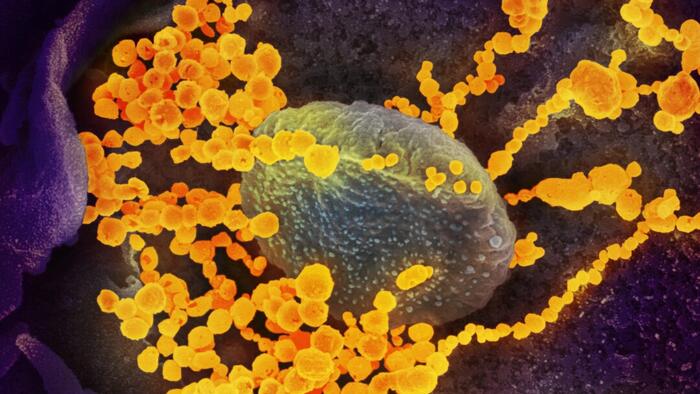 Nasal Spray May Reduce Risk Of COVID-19 Infection: Study