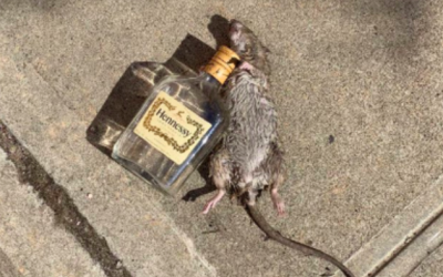 VC Head Behind “Civilizational Crisis” Chart Sounds Alarm On NYC’s Descent