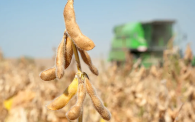 China Buys American Soybeans Before Trump-Xi Meeting