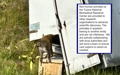 Innocent research monkeys killed after police ‘mistakenly’ told they were infected with COVID-19 and STDs oan