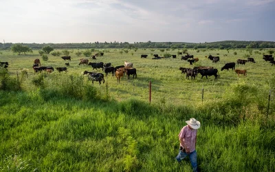 Trump defends plan to import Argentinian beef, argues American cattle ranchers ‘have to get their prices down’ oan