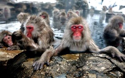 Immortal Monkeys? Not Quite, But Scientists Just Reversed Aging With ‘Super’ Stem Cells