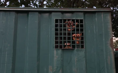 Trump threatens to deploy military in response to ‘Islamic Terrorists’ mass slaughtering Nigerian Christians oan