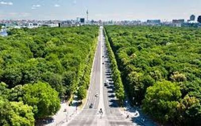 Berlin’s 560,000-Tree Gamble: Climate Idealism Vs Economic Reality