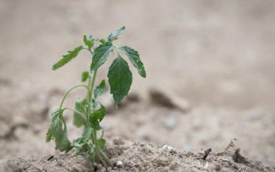 Geoengineering Is No Longer Just A Theory