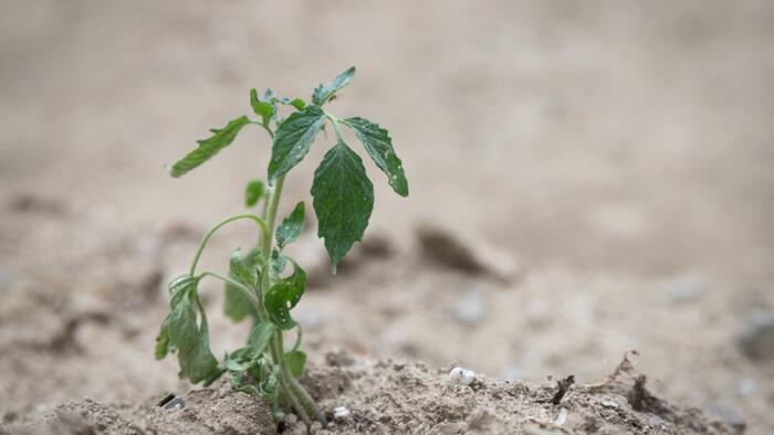 Geoengineering Is No Longer Just A Theory