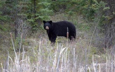 Japan Sends Troops To Combat Spike In Fatal Bear Attacks