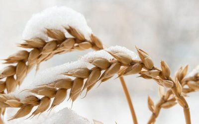 The Christmas Gift That Climate Grinches Can’t Abide