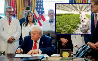 Trump signs EO to expedite marijuana rescheduling to Schedule III, stops short of full legalization oan
