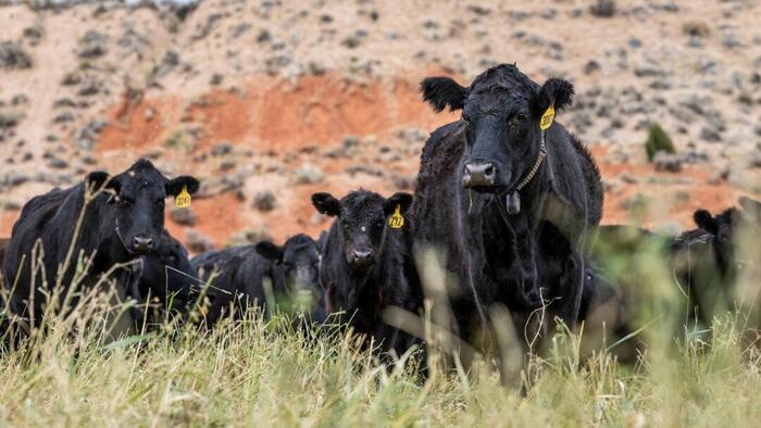 Trump Administration Faces Balancing Act On Agriculture