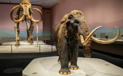 Ancient RNA Extracted From Extinct Woolly Mammoth Fuels De-Extinction Dreams