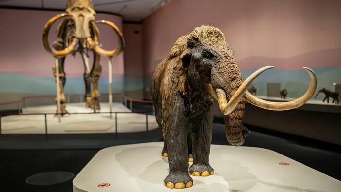 Ancient RNA Extracted From Extinct Woolly Mammoth Fuels De-Extinction Dreams