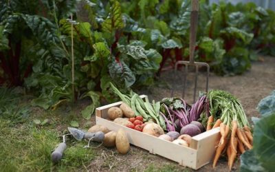 Stolen Soil And Corporate Welfare: The Global Scam Of ‘Feeding The World’