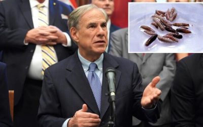 Texas Governor Issues Disaster Declaration Over Spread Of Parasitic Screwworm