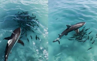 Molotov Cocktails, Volatility, Stability, And Faux Liquidity