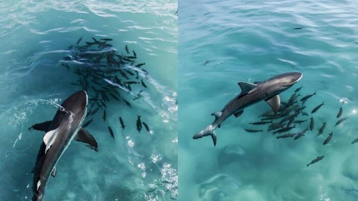 Molotov Cocktails, Volatility, Stability, And Faux Liquidity