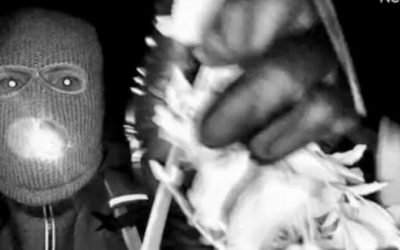 Man Detained For Questioning In Nancy Guthrie Disappearance